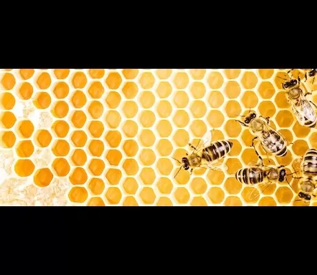 beehive with bees